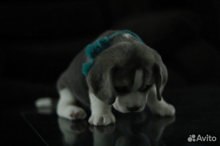 Вязка кобель бигль