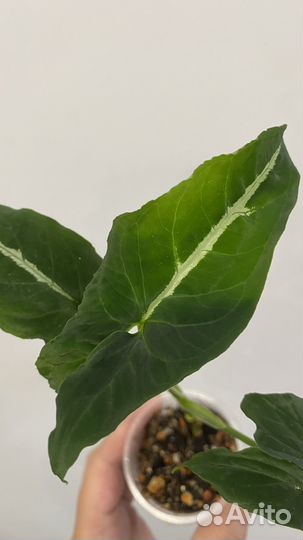 Сингониум вендланда