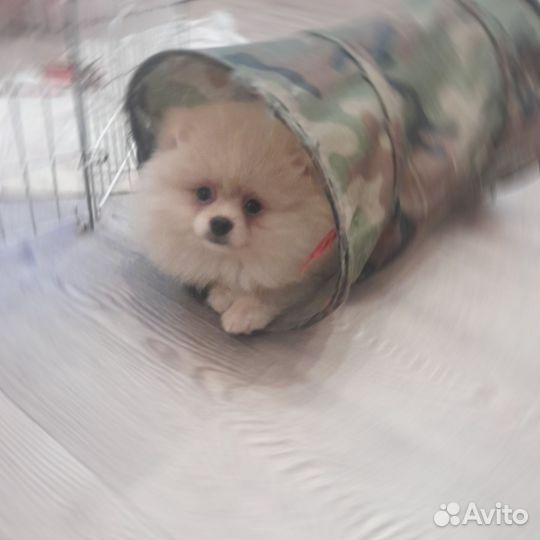Шикарный померанец