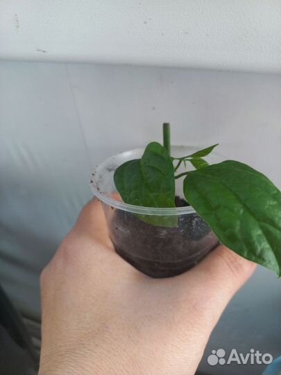 Комнатные цветы