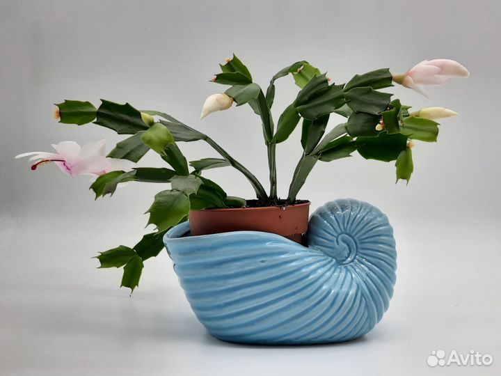 Декабрист белый и розовый