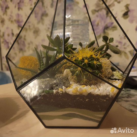 Флорариум из суккулентов.Кактус.Подарок 1 сентября