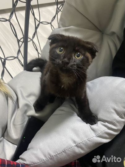 Кошка в дар бесплатно