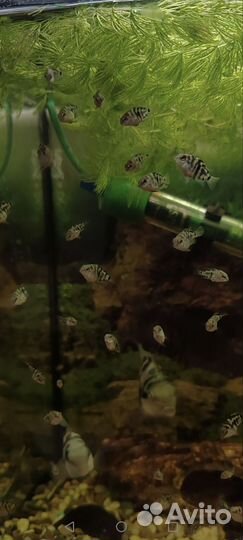 Мальки Сапфирового попугая