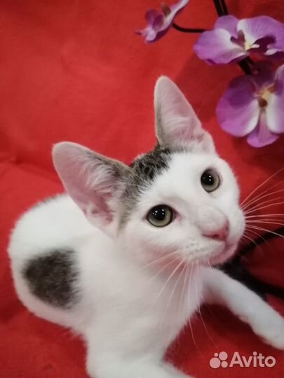 Кошечка в добрые руки