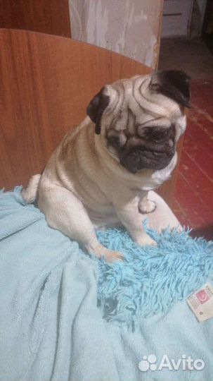 Мопс вязка мальчик
