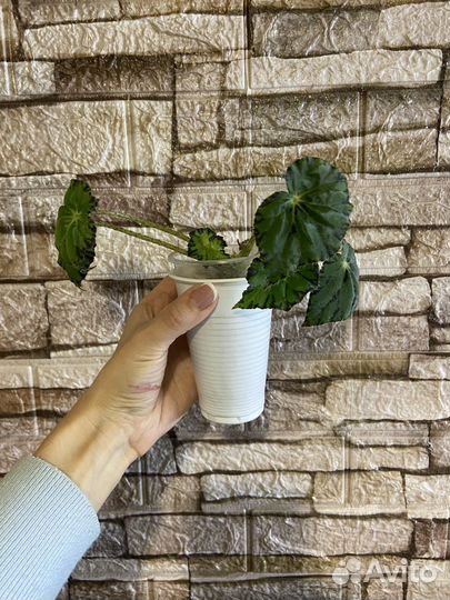 Комнатные растения цветы