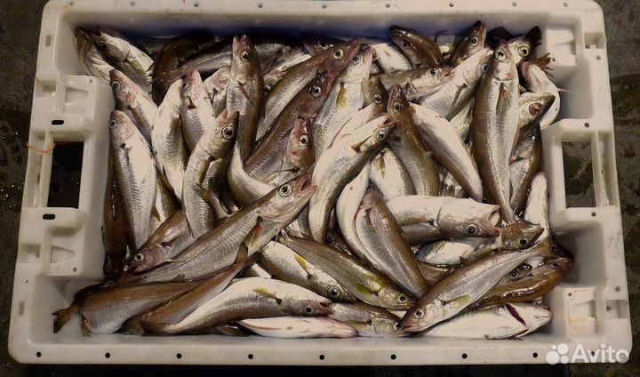 Продается готовый бизнес магазин свежей рыбы