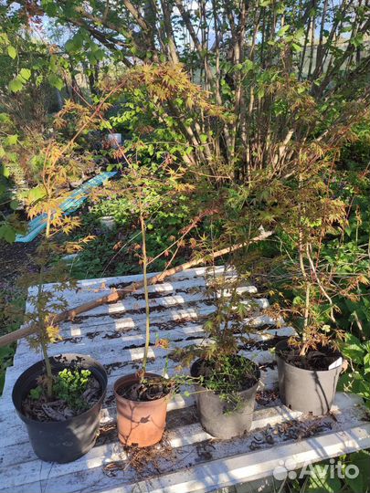 Клен Дланевидный Японский Саженцы