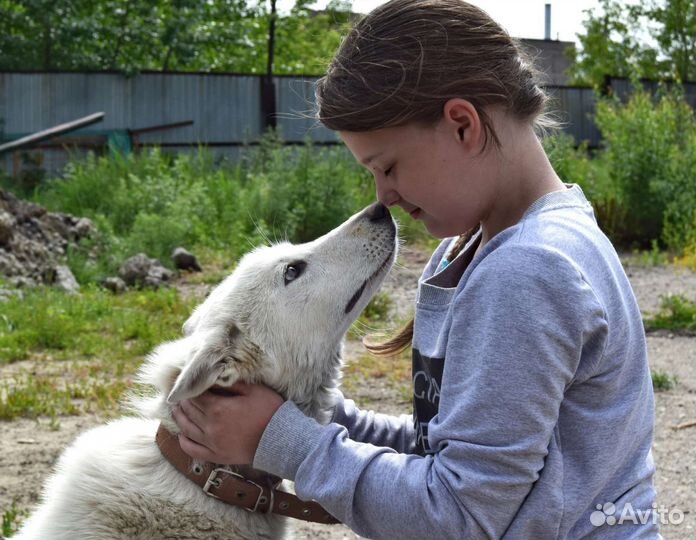Собака в добрые руки