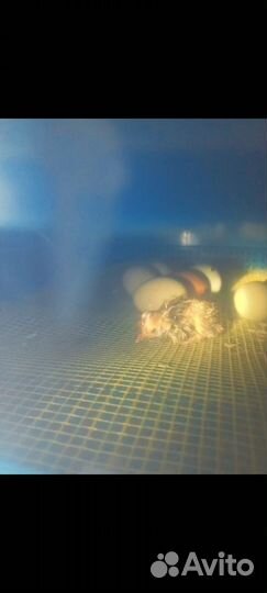 Инкубатор автоматический