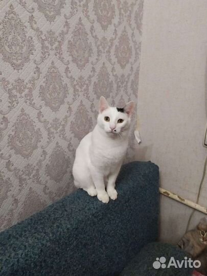 Котик Беляшик