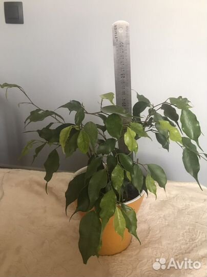 Фикус Бенджамина, отростки