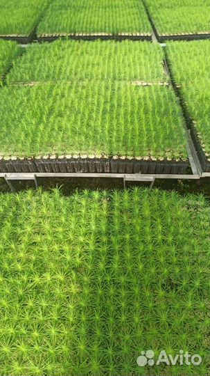 Саженцы ели европейской зкс от производителя