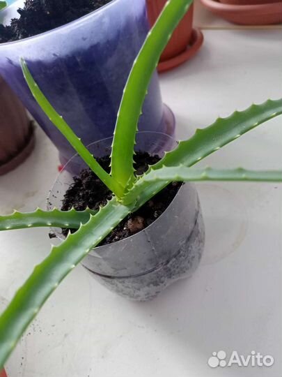 Комнатные цветы - лечебное алоэ, коланхоэ