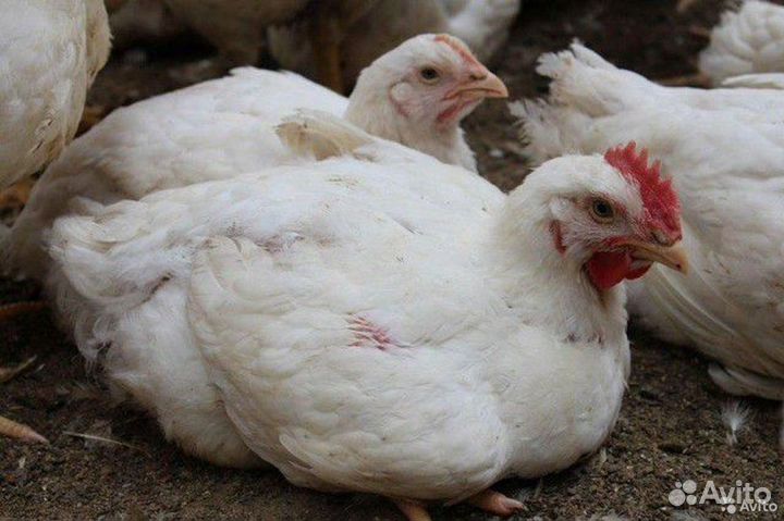 Цыплята бройлеров Росс308 в ст. Елизаветинской
