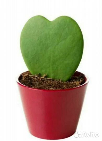 Хойя kerry. Валентинка