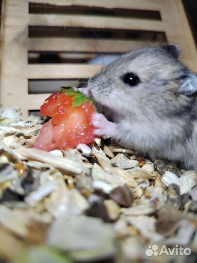 Хомячок. Джунгарик