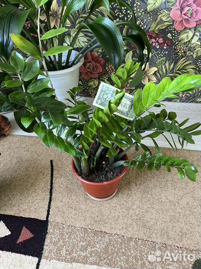 Замиокулькас