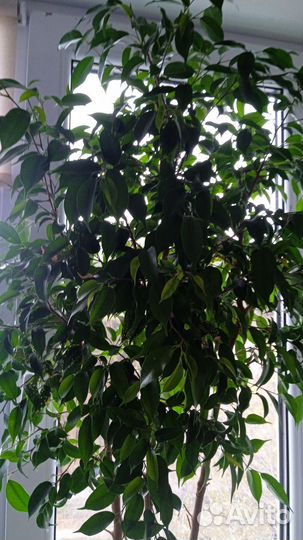 Комнатные растения