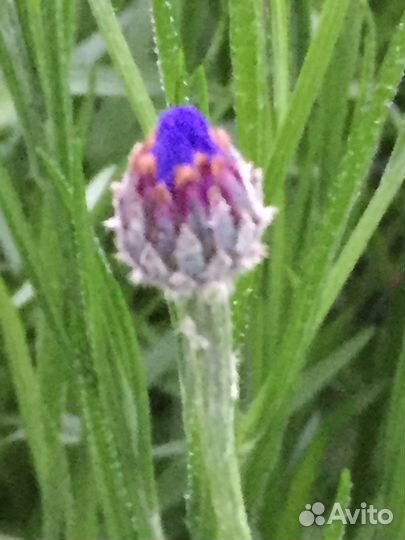 Васильки срезка,саженцы