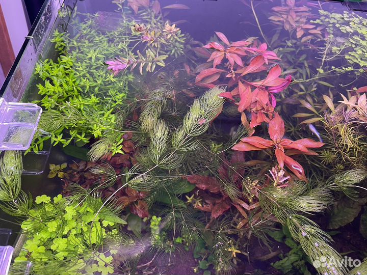 Аквариумные растения