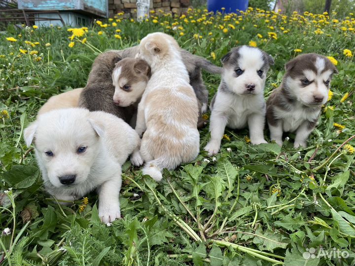 Щенки хаски
