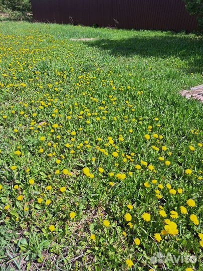 Одуванчик цена за все