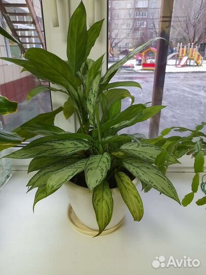 Комнатные цветы