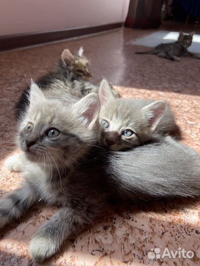 Котятки в добрые руки