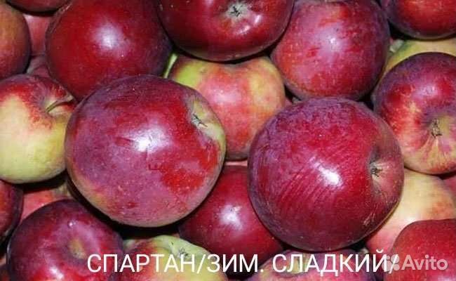 Рассаду цветов
