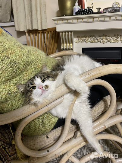 Кошки в добрые руки бесплатно