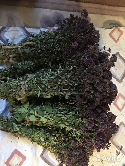 Душица и другие травы