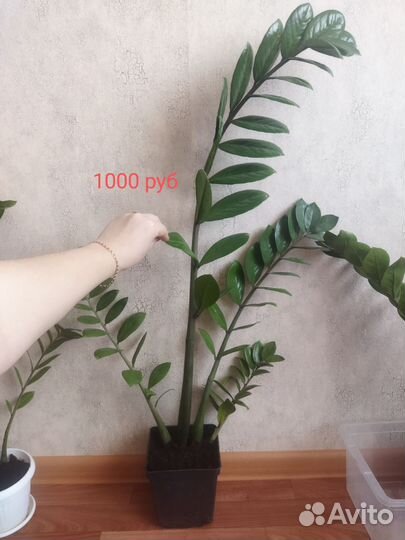 Замиокулькас