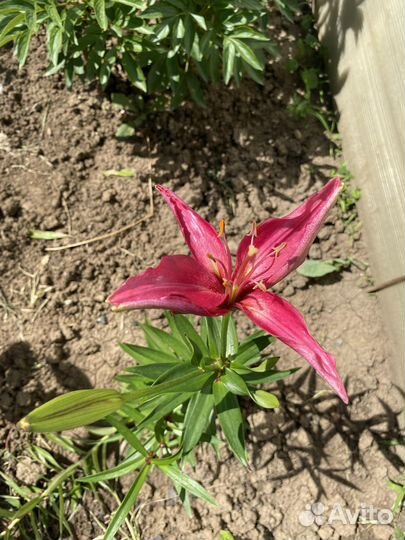 Луковицы лилии