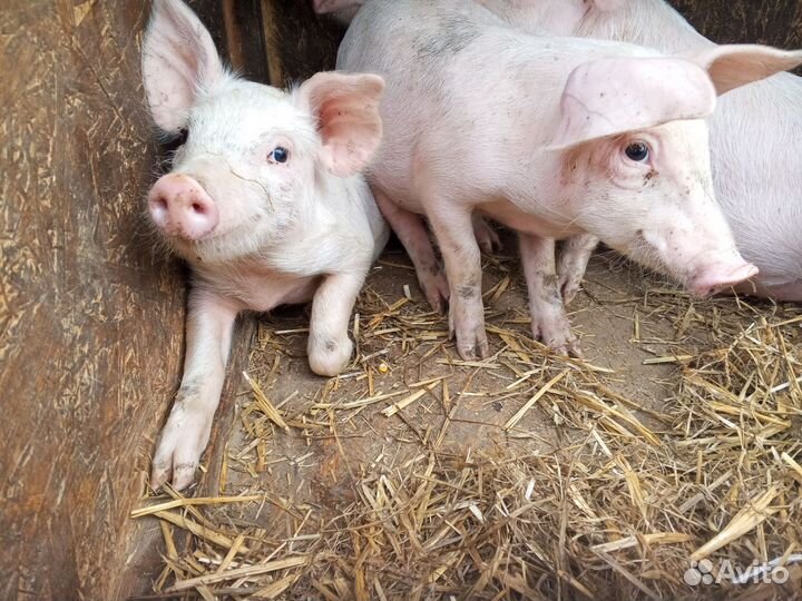 Поросята ландрас+см