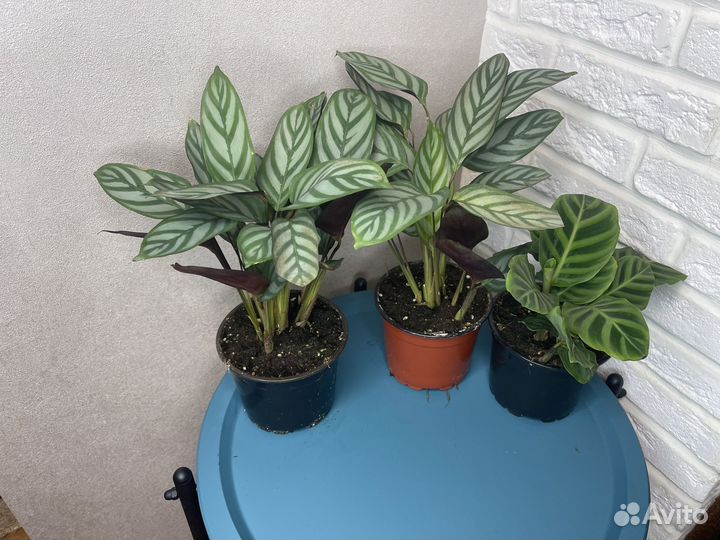 Комнатные цветы калатея