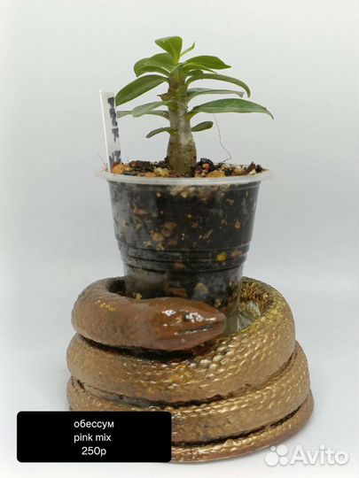 Адениум сеянцы