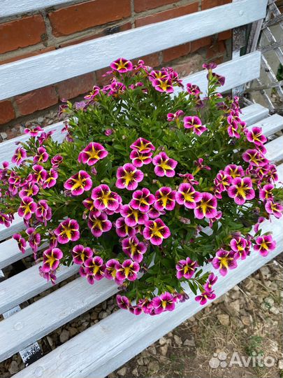 Вегетативная калибрахоа (закончилась)