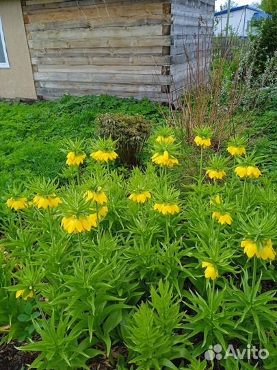 Луковицы рябчика императорского