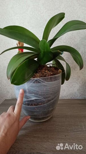 Орхидея Phalaenopsis Rotterdam