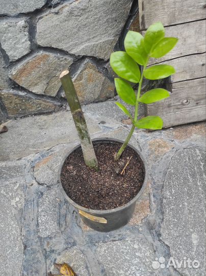 Комнатные цветы