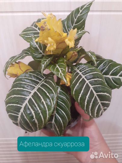 Цветочки для души