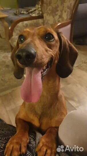 Такса мальчик вязка