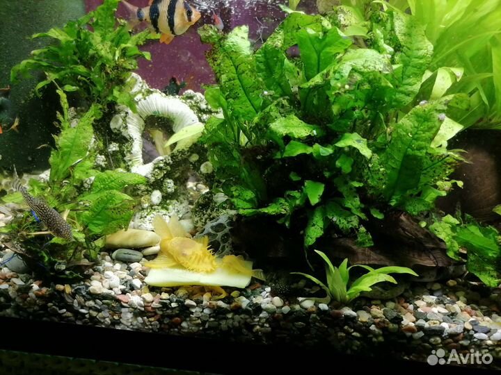 Сомики анциструсы