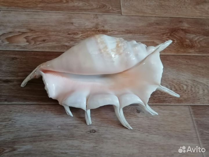 Ракушка морская большая