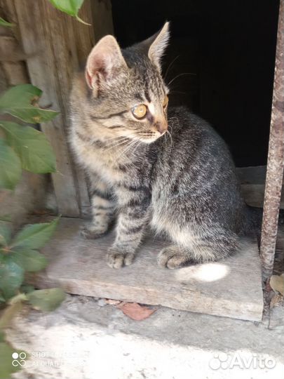 Девочке очень нужен дом