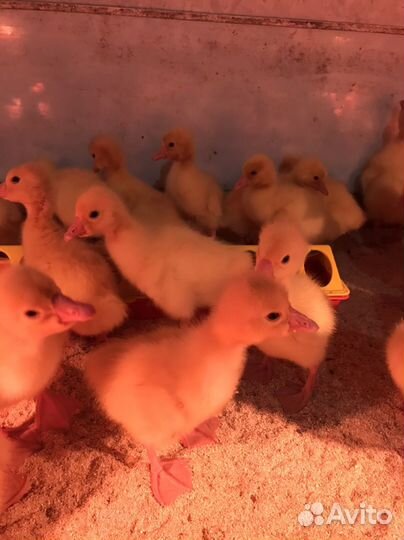 Гусята, утята,цыплята