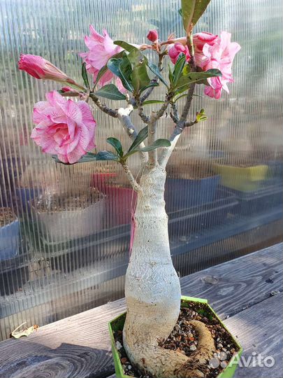 Адениум взрослый сортовой