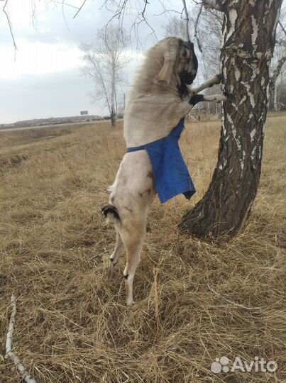 Нубийский козлик